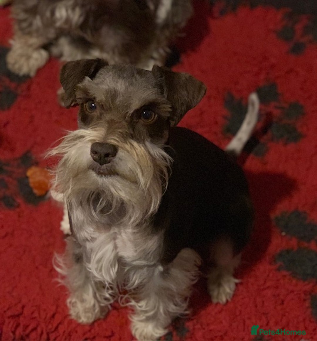 Miniature Schnauzer dogs for sale: 5* LICENSED KC MINI (TOY) SCHNAUZER LITTER - Advert 12