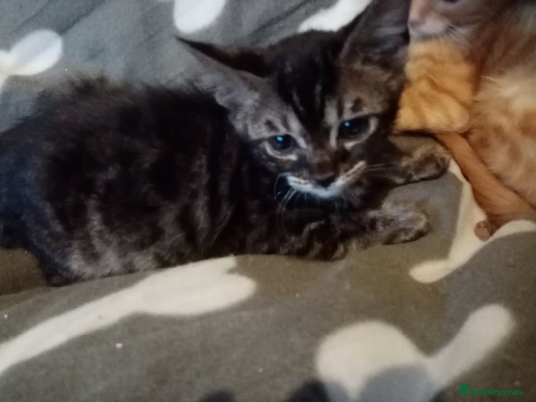 Mixed Breed cats for sale: Cute and Playful Kittens - Advert 27