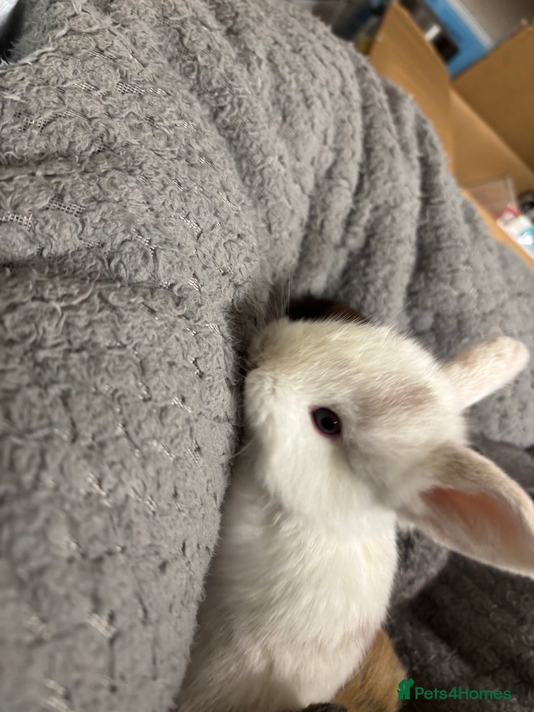 Mini Lion Lop rabbits for sale: Mini lion lops  - Image 3