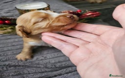 Cockapoo dogs for sale: F2 cockerpoo puppies  - Image 3