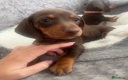 Miniature Dachshund dogs for sale: READY TO LEAVE. Family raised Miniature Dachshunds - Image 5