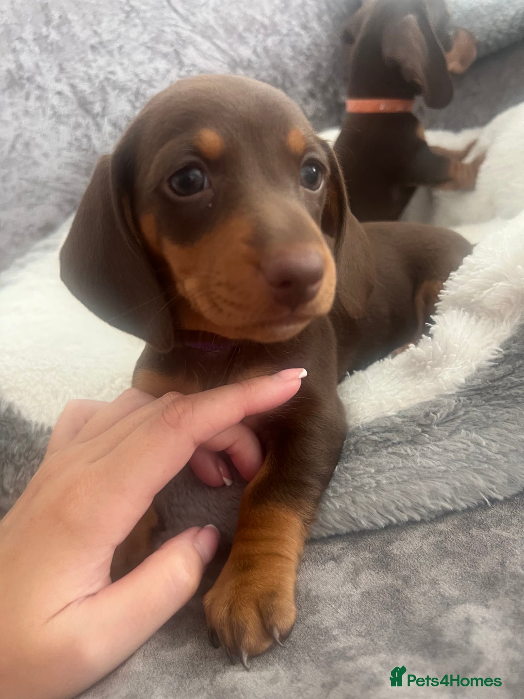 Miniature Dachshund dogs for sale: READY TO LEAVE. Family raised Miniature Dachshunds - Image 5