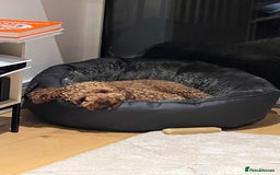 Cockapoo dogs for sale: Adorable Cockapoo Looking for a Loving New Home - Image 4