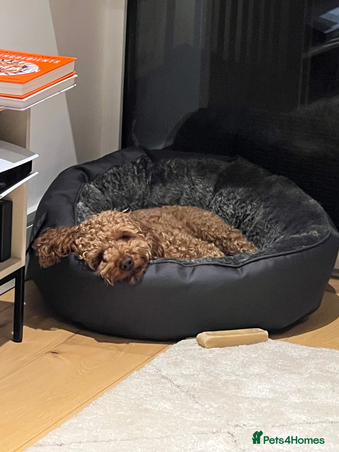 Cockapoo dogs for sale: Adorable Cockapoo Looking for a Loving New Home - Image 4