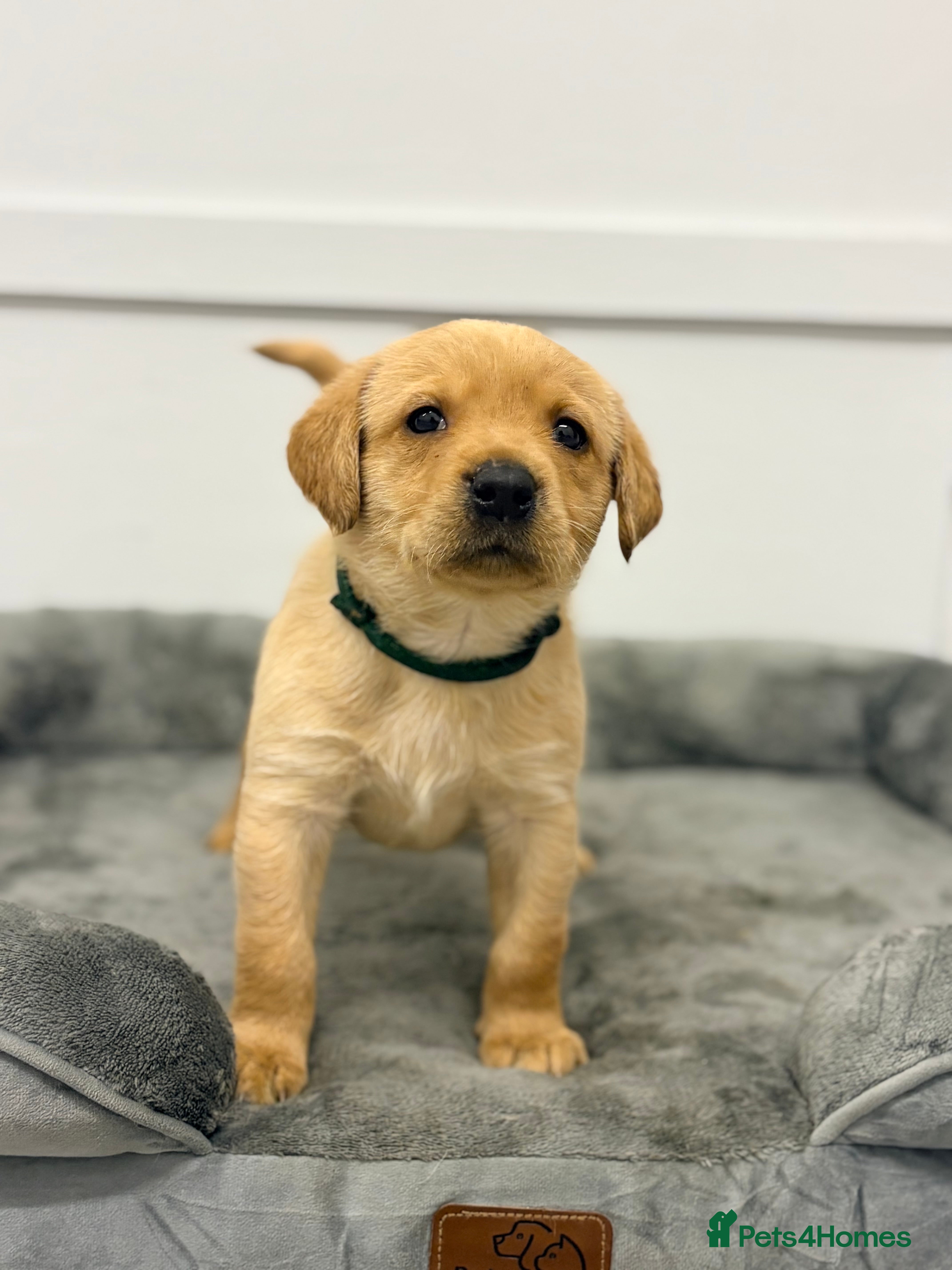 Labrador Retriever dogs Fox Red Labrador Puppies, Home Reared in Herts - Advert 2