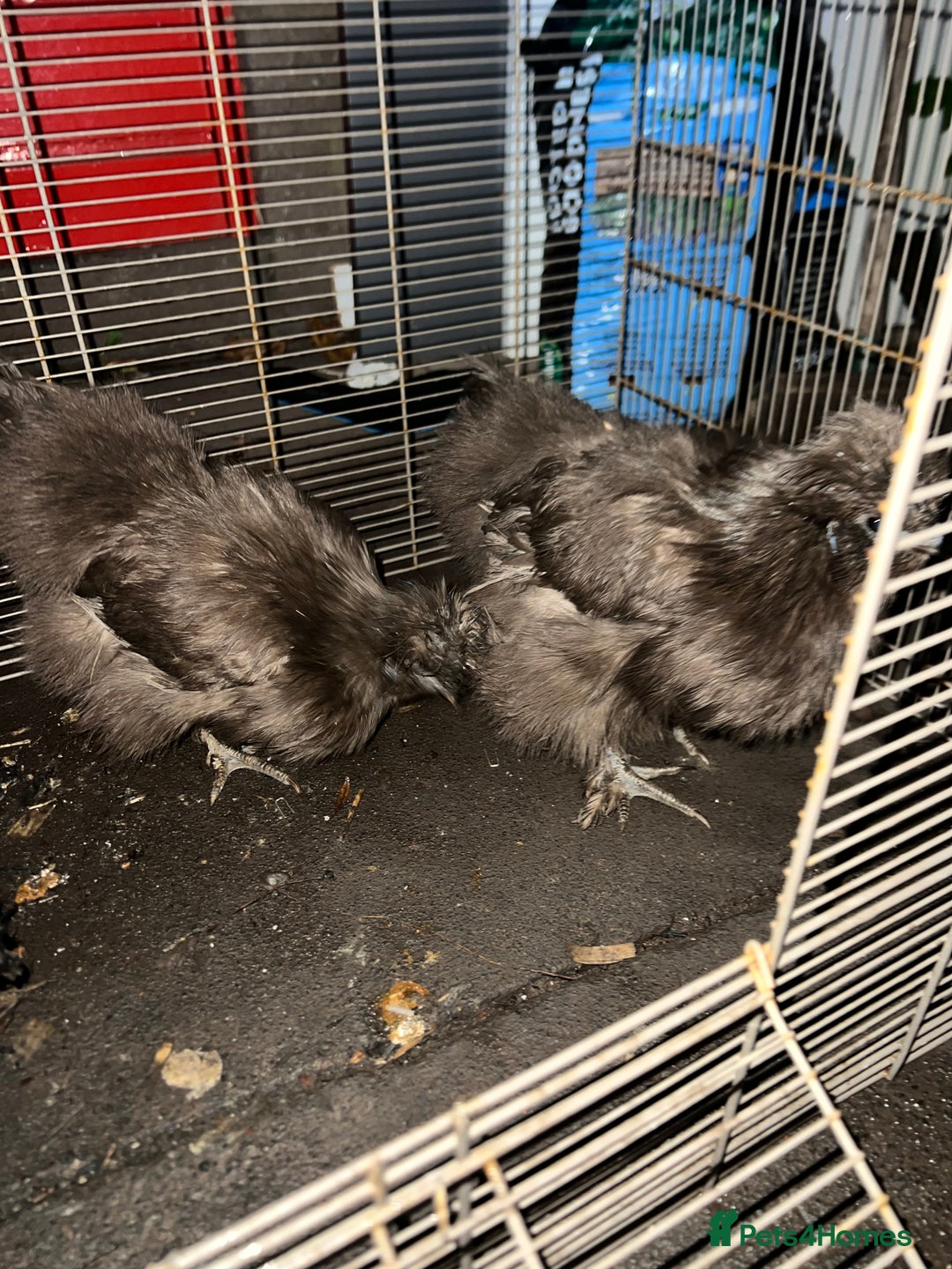 Chickens poultry for sale: 11 Pekin and silkie chickens for sale - Advert 2
