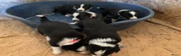 Border Collie dogs for sale: 5 Beautiful Collie Pups in Chesterfield - Advert 6