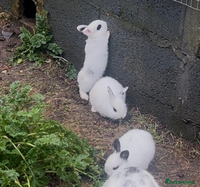 Mini Lion Lop rabbits Rabbit  - Advert 1