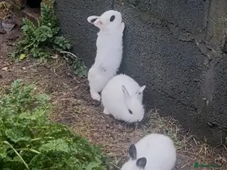 Mini Lion Lop rabbits Rabbit - Advert 1