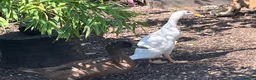 Chickens poultry for sale: Chickens and bantam and hatching eggs  - Advert 13