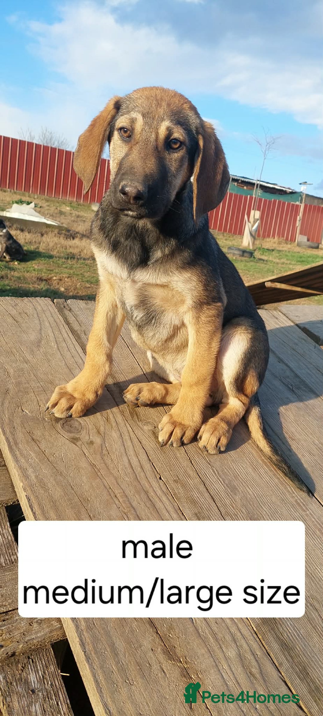 Mixed Breed dogs for adoption: 4.5 month female Macedonian rescue pup  - Advert 1