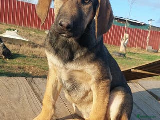 Mixed Breed dogs 4.5 month female Macedonian rescue pup - Advert 2