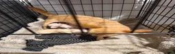 Chihuahua dogs for sale: CHIHUAHUA PUPPIES  - Advert 17