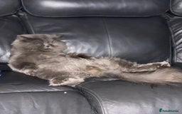 Persian cats for sale: Full pedigree Persian kittens available  - Image 11