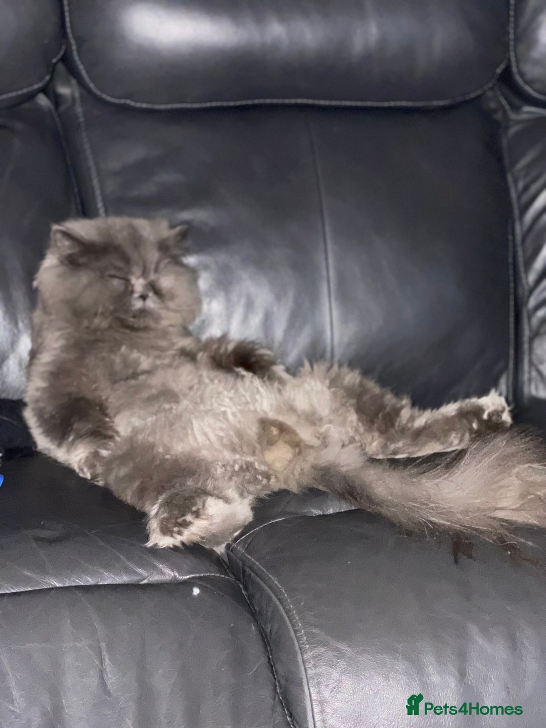 Persian cats for sale: Full pedigree Persian kittens available  - Image 11