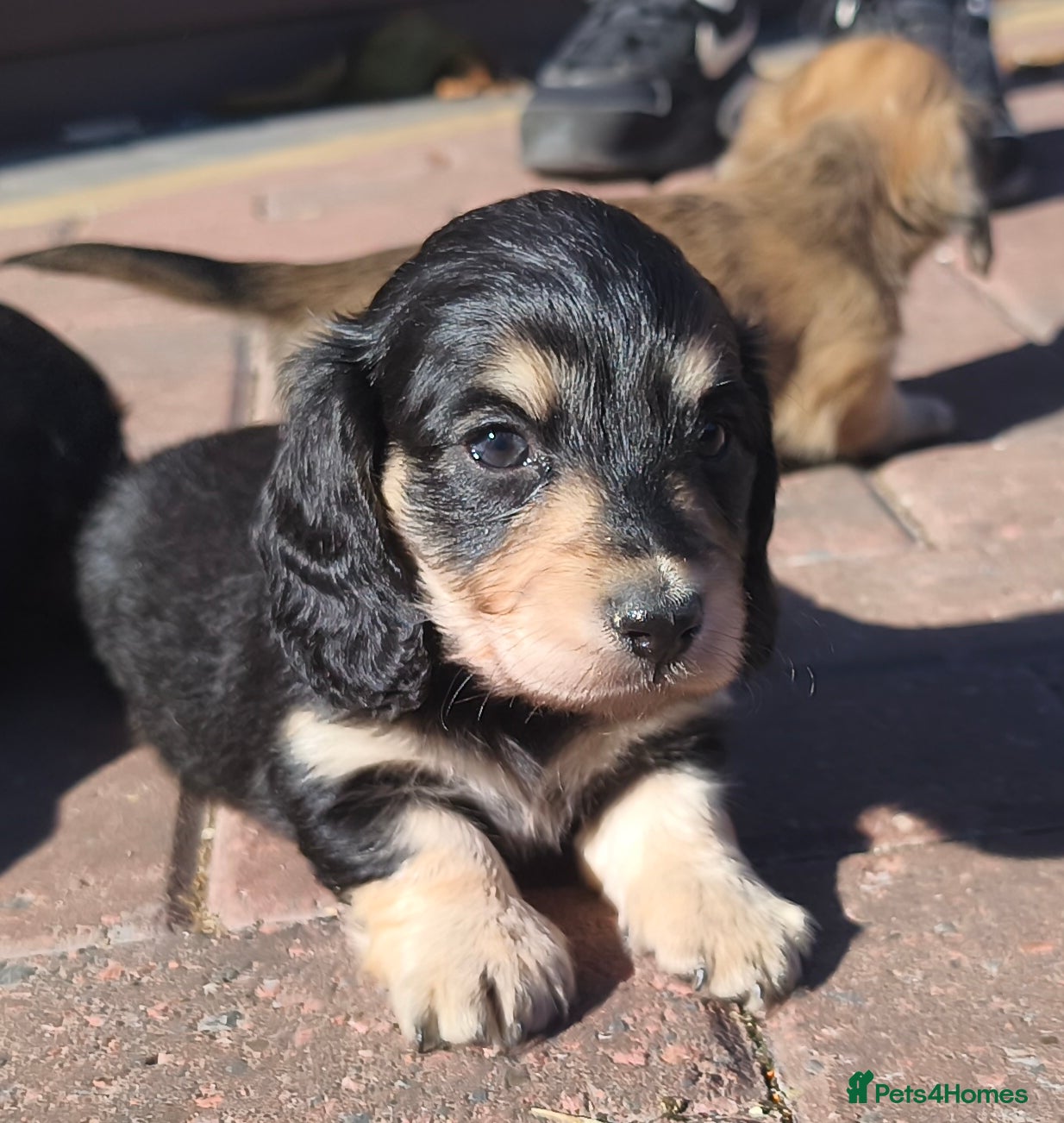 Miniature Dachshund dogs Stunning litter of Lh mini dachshunds  - Advert 2