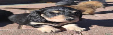 Miniature Dachshund Puppy 2
