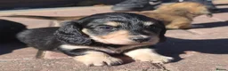 Miniature Dachshund dogs for sale:  Long haired mini dachshunds ready to leave  - Advert 22