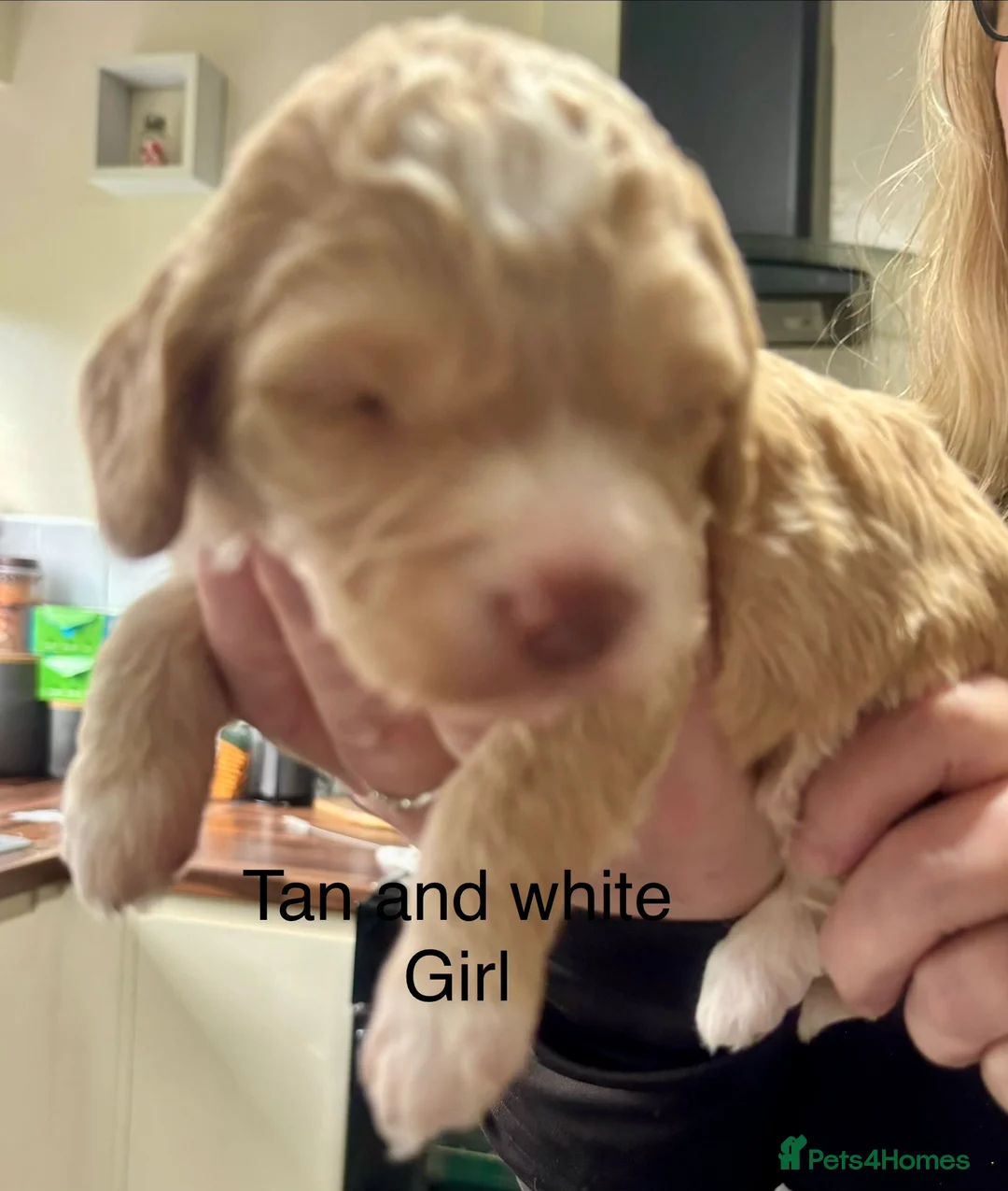 Cockapoo dogs for sale: Cockerpoo puppies  - Advert 5