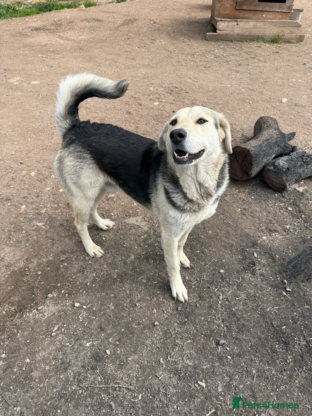 Mixed Breed dogs for adoption: Gruia 💙 - Advert 2