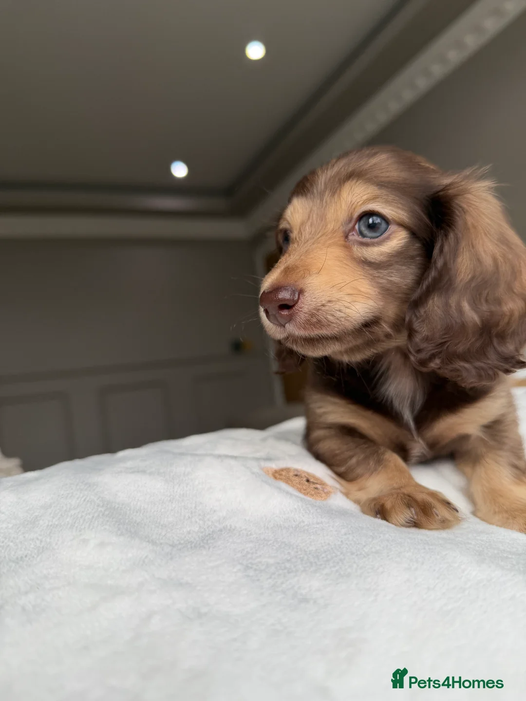Miniature Dachshund dogs for sale: Clear cream miniature dachshunds  - Advert 6