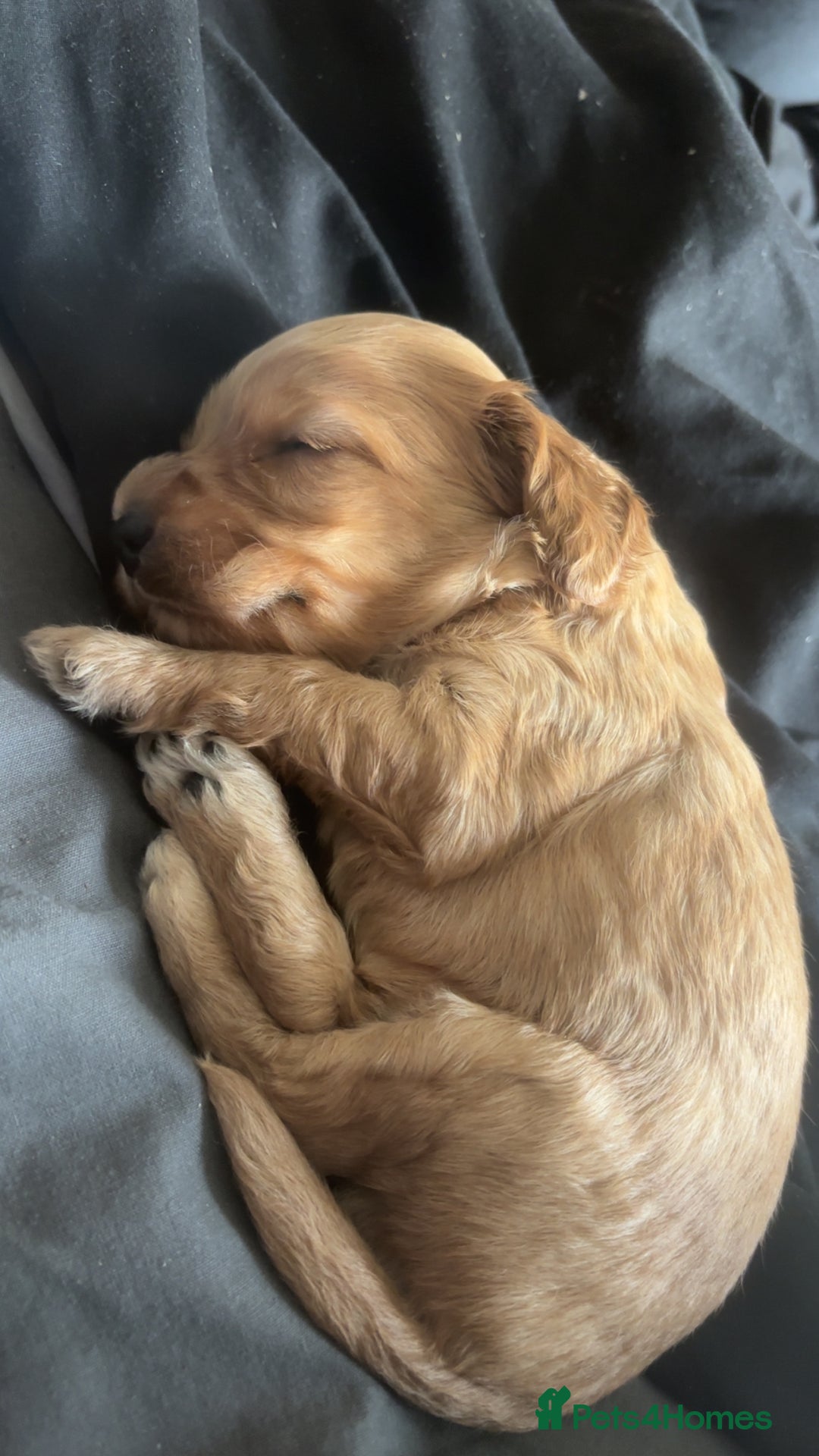 Cockapoo dogs for sale: Beautiful cockapoo baby's  - Image 13