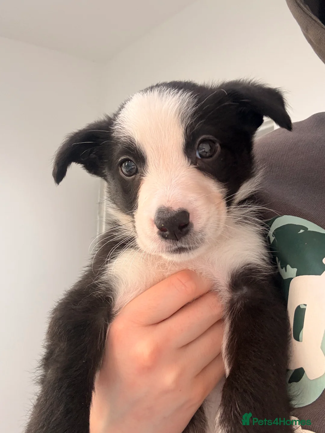 Border Collie dogs for sale: 6 week old puppies  in Wallasey - Advert 2