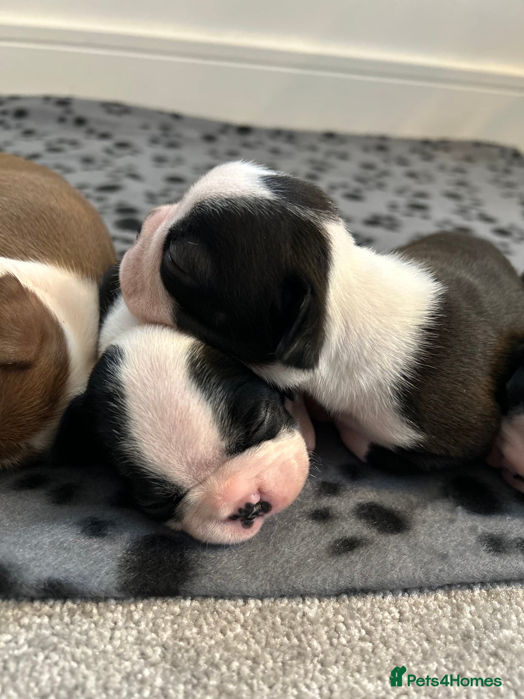 Boston Terrier dogs for sale: Beautiful Chunky KC Boston Terrier Puppies - Image 22
