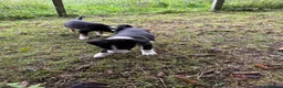 Mixed Breed dogs for sale: Collie x puppies - Advert 15