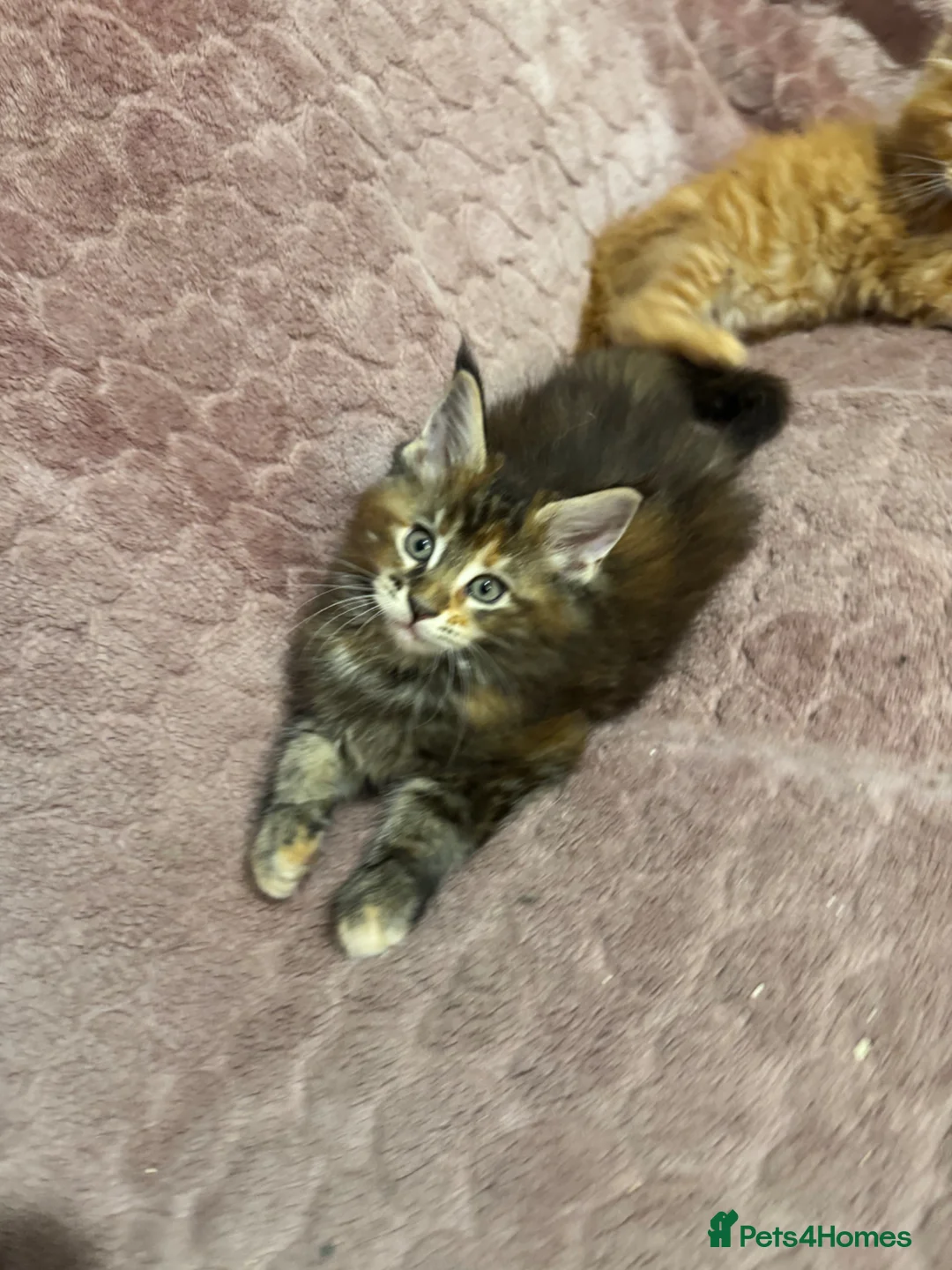 Maine Coon cats for sale: Tica registered Maine coon kittens - Advert 2