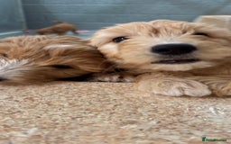 Goldendoodle dogs for sale: F1 miniature Goldendoodle puppies. - Image 10