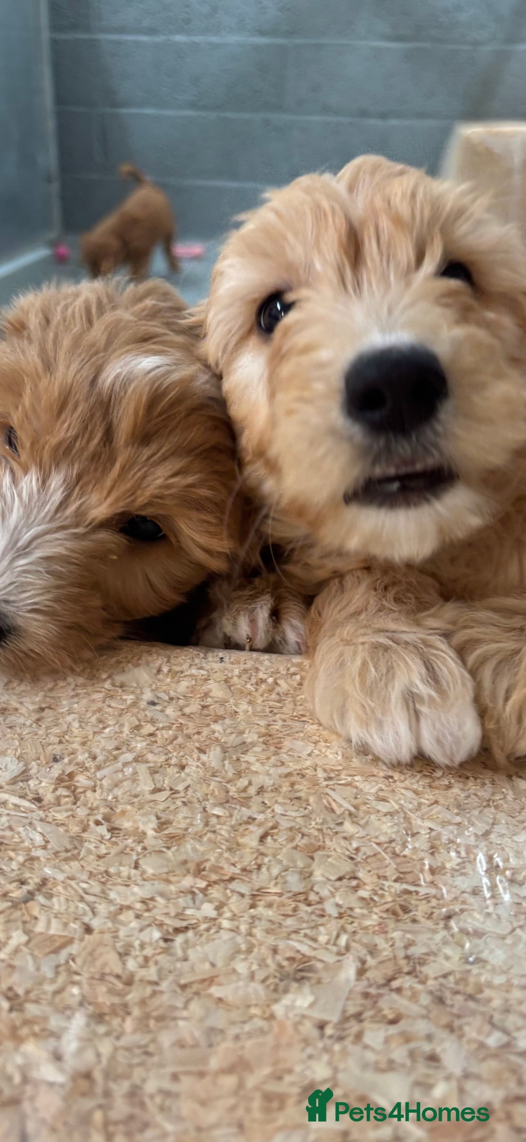 Goldendoodle dogs for sale: F1 miniature Goldendoodle puppies. - Image 10