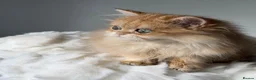 British Longhair cats for sale: British Shorthair or Longhair Godlen kittens  - Advert 17