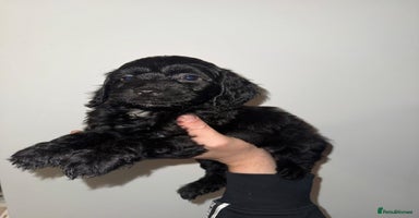 Cockapoo dogs - Advert 13