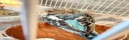 Budgerigars birds for sale: Baby budgies  - Advert 7