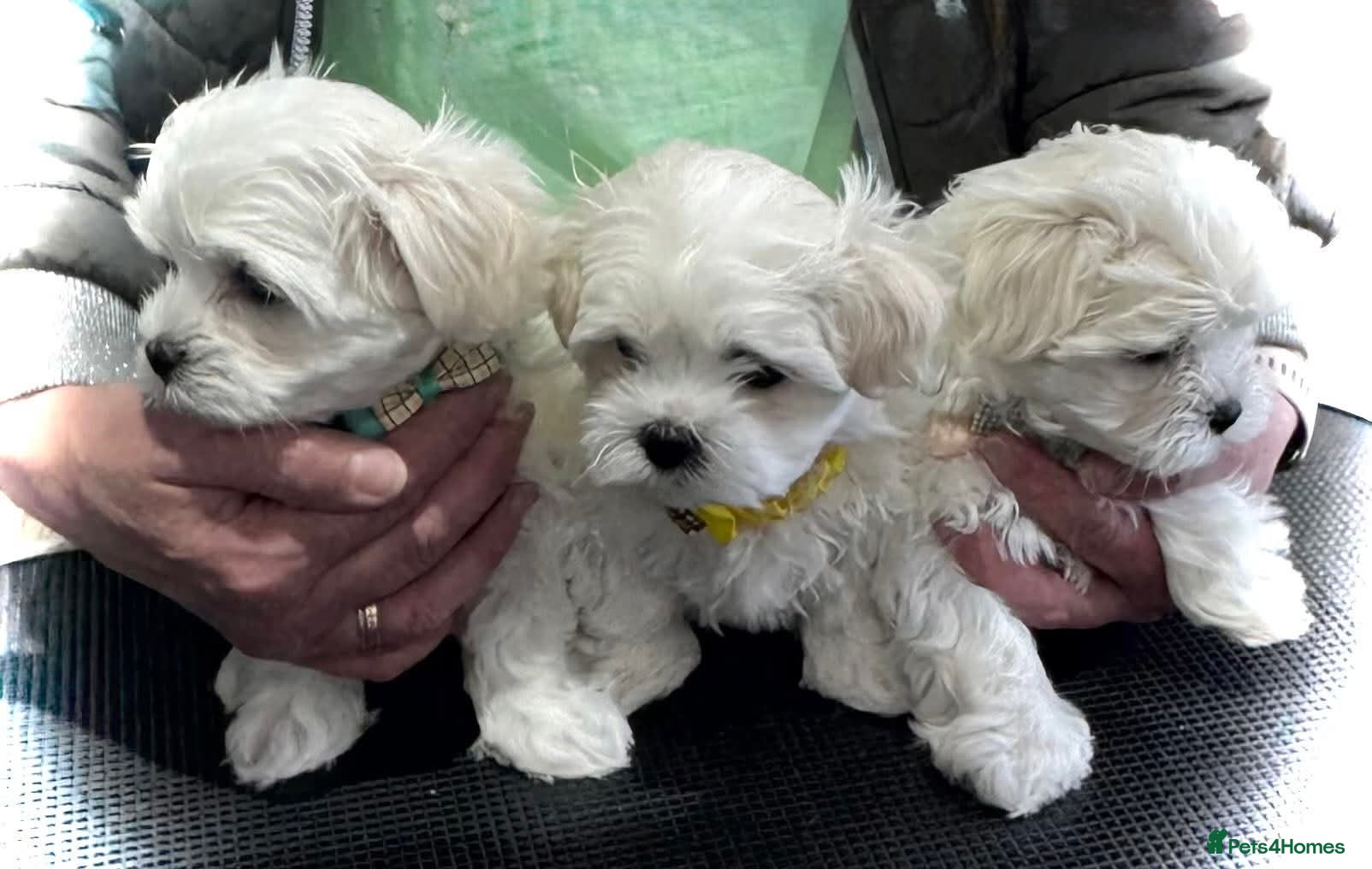Maltese dogs Adorable Maltese Puppies for Sale - Advert 2