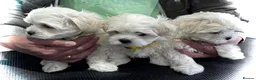 Maltese dogs for sale: Adorable Maltese Puppies for Sale - Advert 2