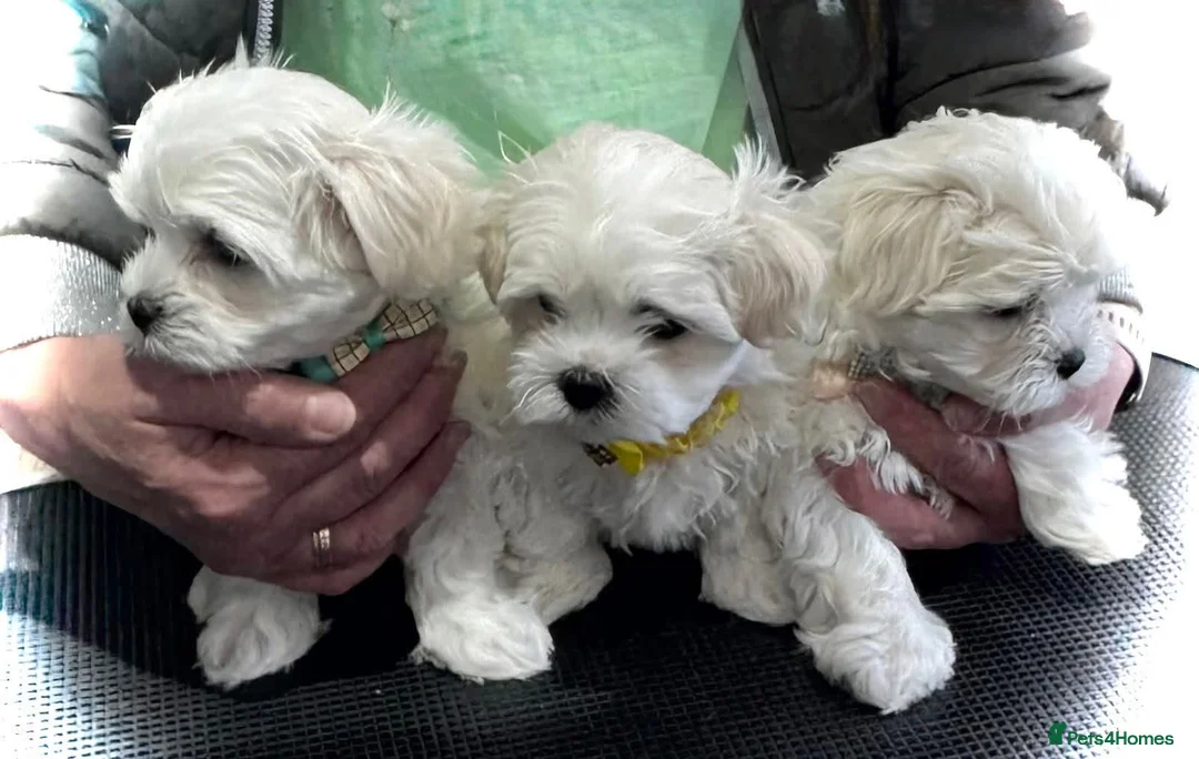 Maltese dogs for sale: Adorable Maltese Puppies for Sale - Advert 2