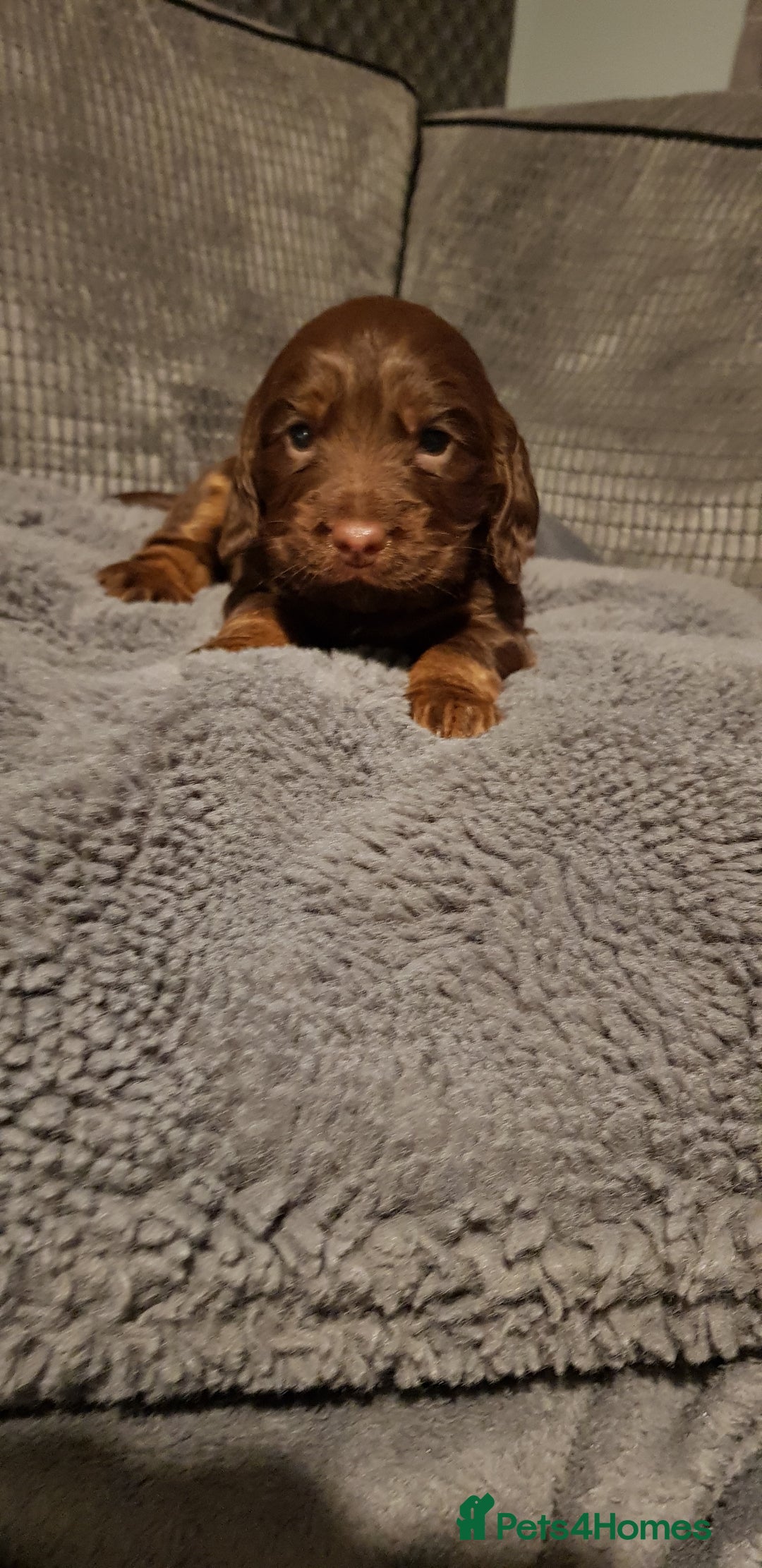 Sprocker dogs for sale: My lady has had beautiful 3 sprocker spaniel pups  - Image 6
