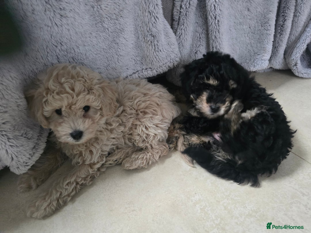 Cockapoo dogs for sale: Gorgeous cockerpoo puppies - Advert 10