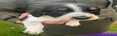 Mixed Breed 3