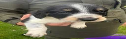 Mixed Breed dogs for sale: Collie X cocker puppies - Advert 3