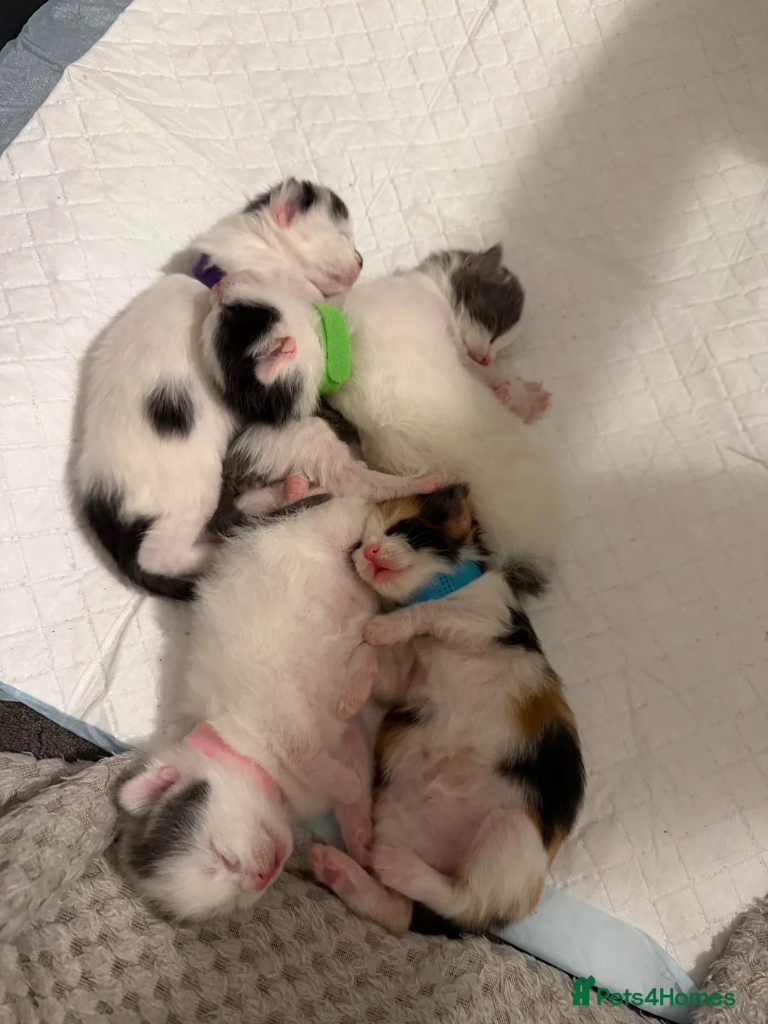 Maine Coon cats for sale: Mainecoon cross British shorthair  - Advert 2