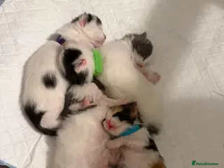 Maine Coon cats Mainecoon cross British shorthair - Advert 18