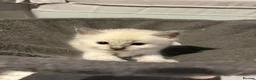 Ragdoll cats for sale: Three Stunning Blue Point Ragdoll Boys Available  - Advert 9