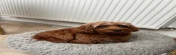 Cavapoo dogs for sale: Merlesque 5⭐️F1b curly teddy bear coats  - Advert 19
