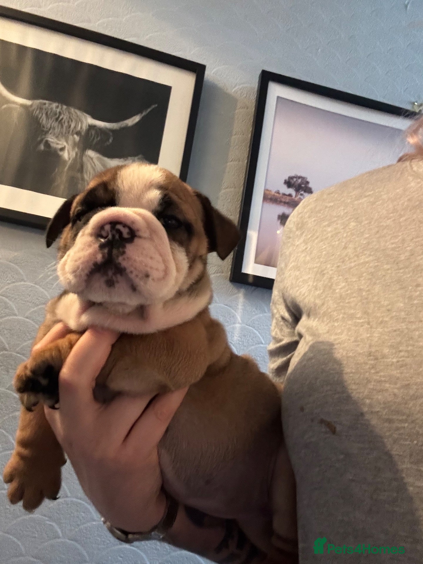 English Bulldog dogs BEAUTIFUL GIRL Traditional British bulldog  - Advert 5