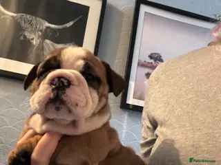 English Bulldog dogs BEAUTIFUL GIRL Traditional British bulldog - Advert 5