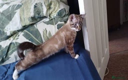 Domestic Shorthair cats for sale: Lynx Point Siamese Tabby mix  - Advert 2