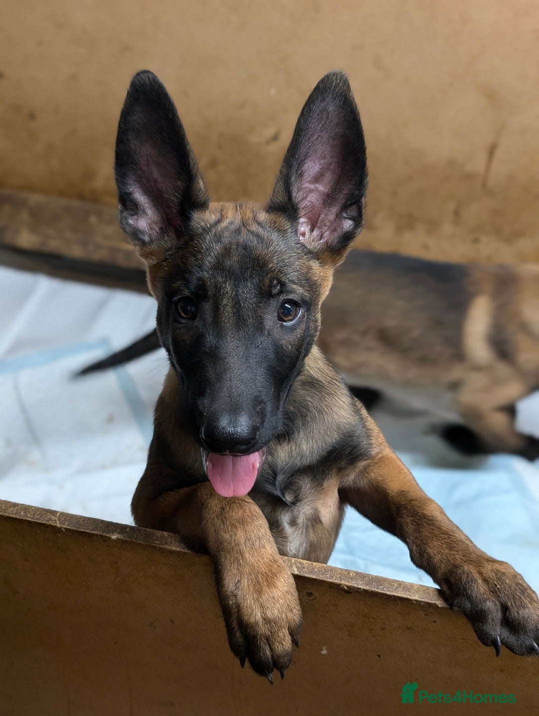 Belgian Shepherd Dog dogs for sale: Belgian malinois pups  - Image 6